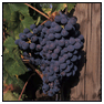 Brunello Grapes of Tuscany